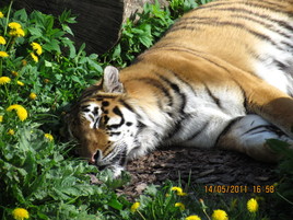 тигр в Калининградском зоопарке