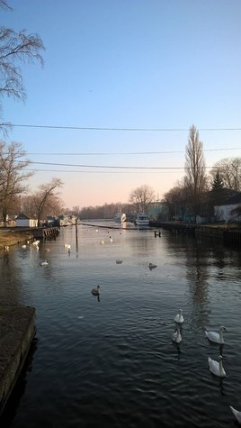 Лебеди в Балтийске
