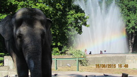 Слон в Калининградском зоопарке 