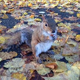 Осенний обед