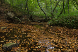 Осенний водоворот