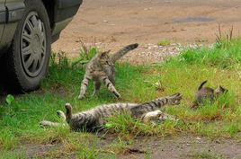 Восточно-прусские коты