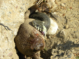 Большому куску рот радуется