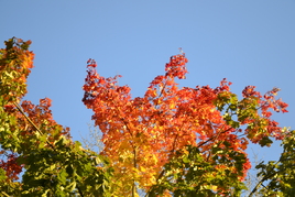 Клен. Осень-художница.