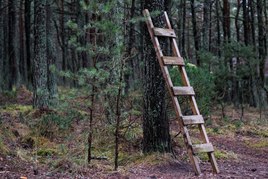 Удивительные находки на куршской косе