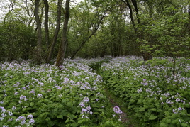 Время цветения лунника