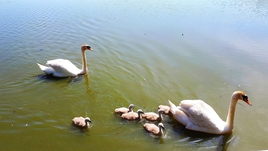 Семья лебедей на озере Чайка, Куршская коса
