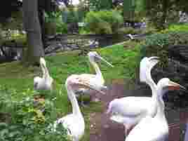 Пеликаны Калининградский зоопарк