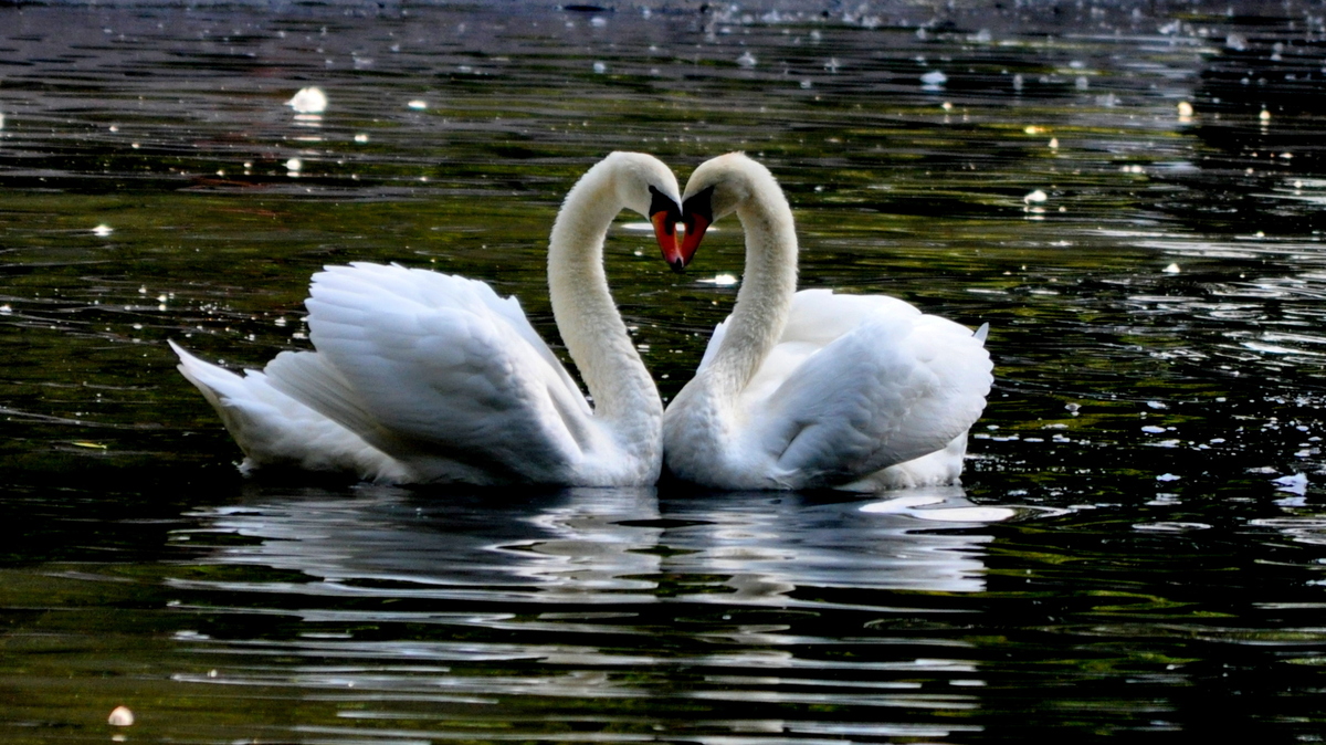 Любовь лебедей видео. Красивые лебеди. Лебеди сердце. Пара лебедей. Любовь и лебеди.