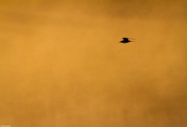 Пролетая над туманным озером