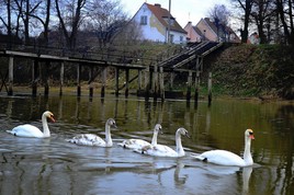 Наши городские лебеди.