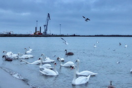 Лебеди у порта