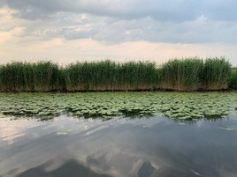 река Преголя (Преголь) , какмыши, кувшинки.