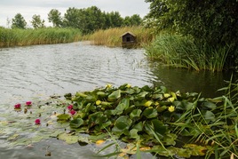 Кувшинки в Морском