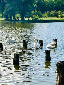 Лебеди на озере.