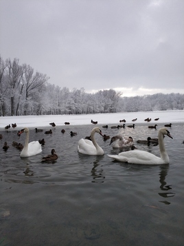 Лебеди и утки на озере зимой