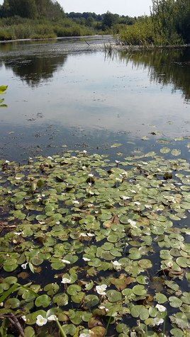 Водокрас - индикатор чистоты воды