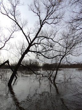 Разлив реки Преголя.