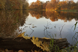 Зеркало осени