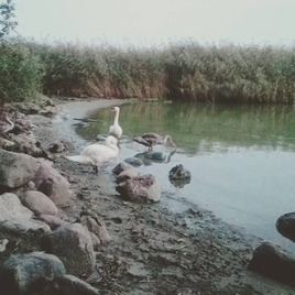 Лебеди, как часть природы