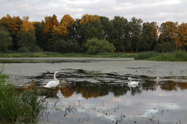 Лебединая верность