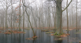 Лес на чёрной воде