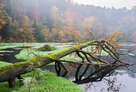 Łyna jesienią