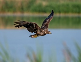 Bielik (Haliaeetus albicilla)