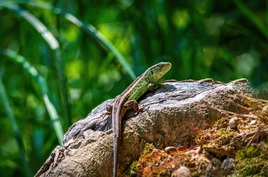 Zwinka (Lacerta agilis)