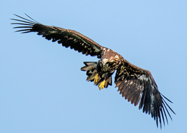 Bielik (Haliaeetus albicilla)