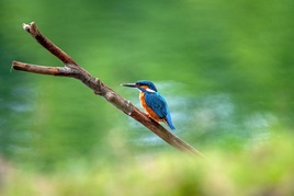 Zimorodek(Alcedo atthis)