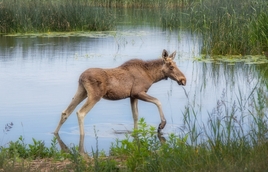 Водные процедуры