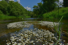 Островки цветов на реке
