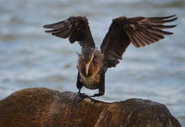 Kormoran