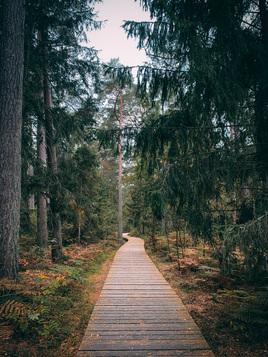 Осень в Королевском бору