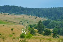 Дорога в лес