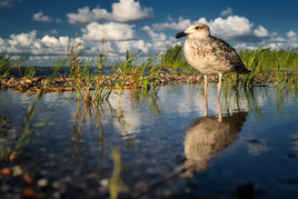 Серебристая чайка на берегу Куршского залива