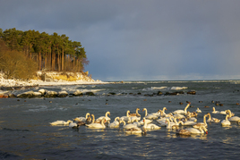 Лебеди Заостровья