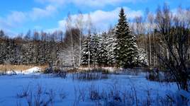 Zimowy las