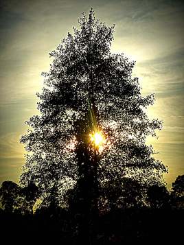 Słońce w drzewie