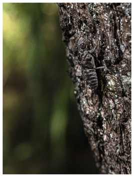 Z Rezerwatu Las Warmiński na przełomie rzeki Łyny 1655 Larwa  trzepla zielona Ophiogomphus cecilia, gatunek monitoringowy.