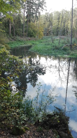 Zakole rzeki Łyna w lesie miejskim Olsztyn. 