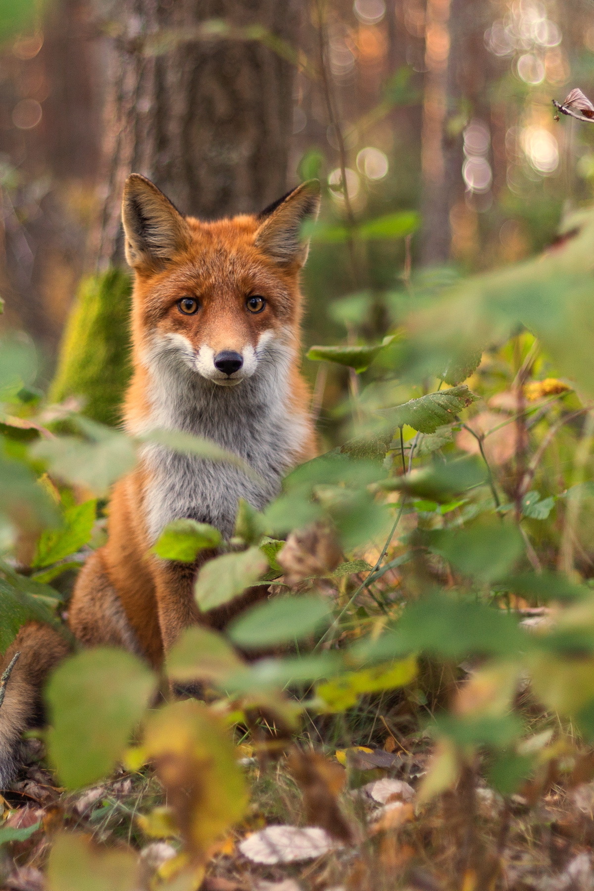 Fox фото калининград